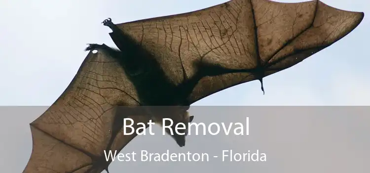 Bat Removal West Bradenton - Florida