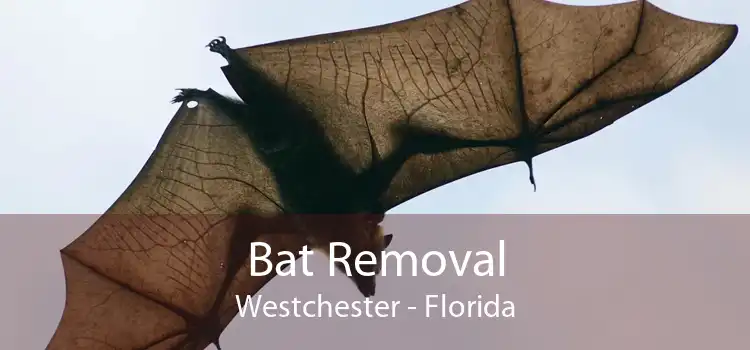 Bat Removal Westchester - Florida
