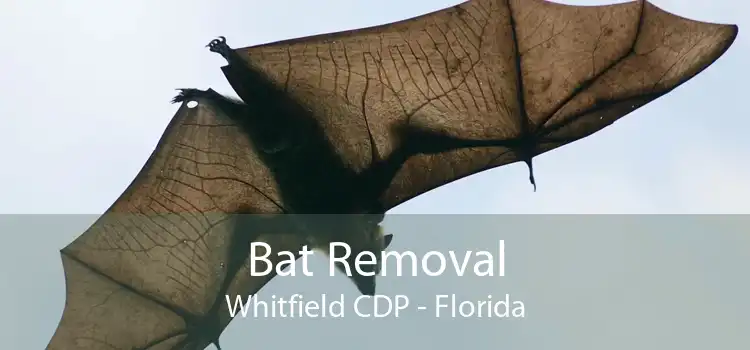 Bat Removal Whitfield CDP - Florida
