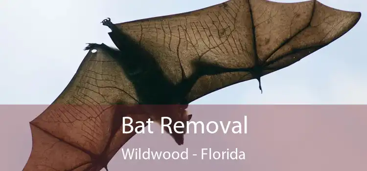 Bat Removal Wildwood - Florida