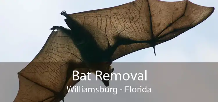 Bat Removal Williamsburg - Florida