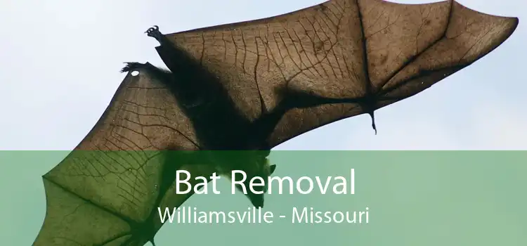 Bat Removal Williamsville - Missouri