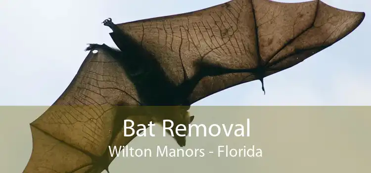 Bat Removal Wilton Manors - Florida