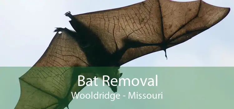 Bat Removal Wooldridge - Missouri