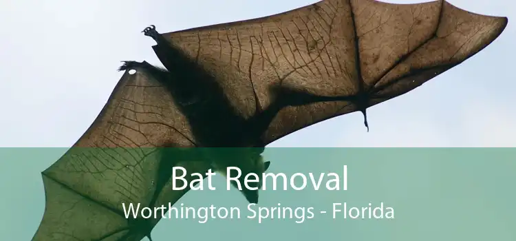 Bat Removal Worthington Springs - Florida