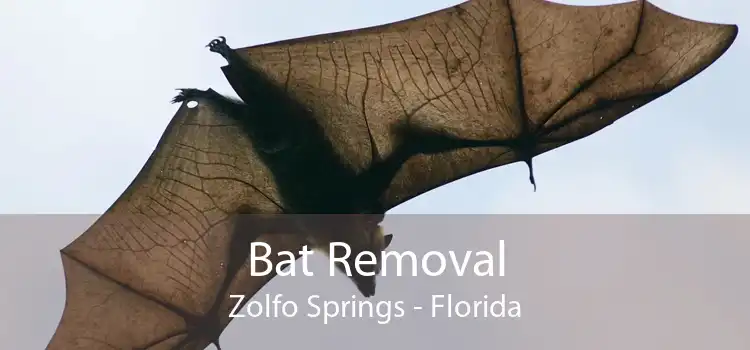 Bat Removal Zolfo Springs - Florida