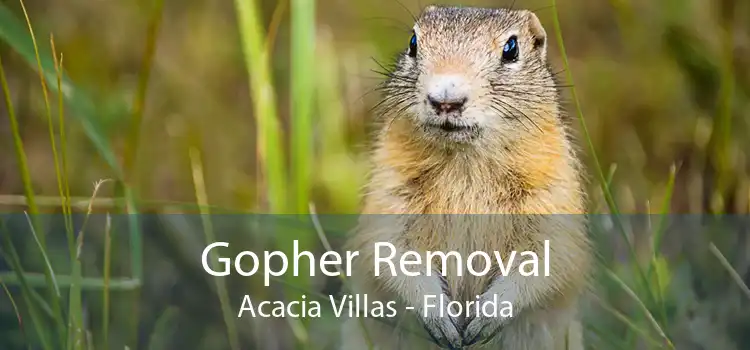 Gopher Removal Acacia Villas - Florida