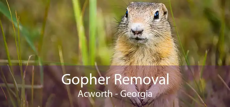Gopher Removal Acworth - Georgia