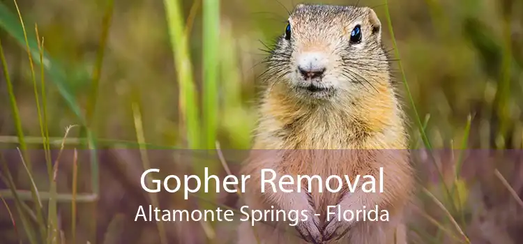 Gopher Removal Altamonte Springs - Florida