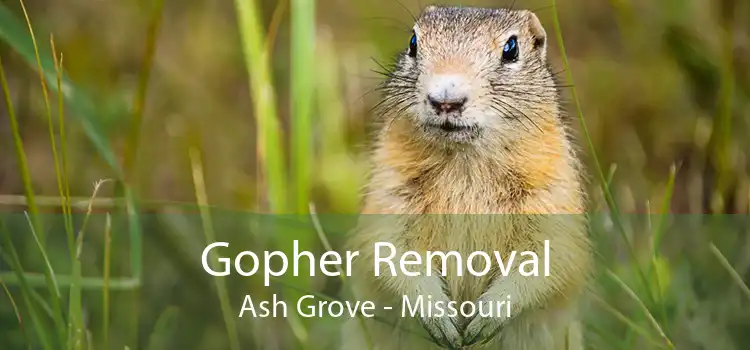 Gopher Removal Ash Grove - Missouri