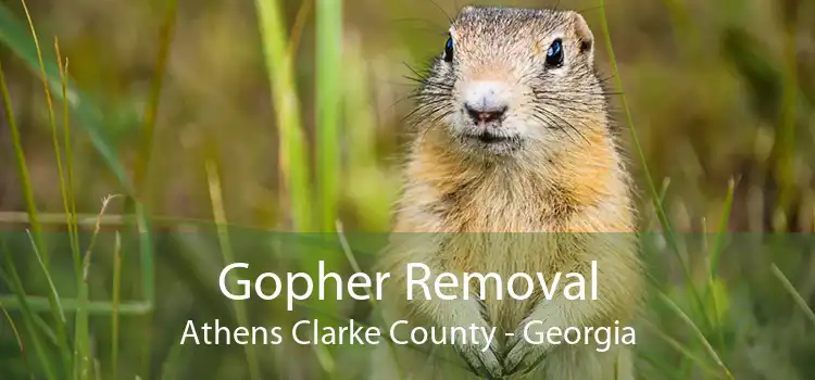 Gopher Removal Athens Clarke County - Georgia