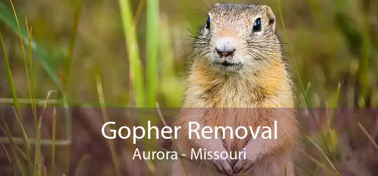 Gopher Removal Aurora - Missouri