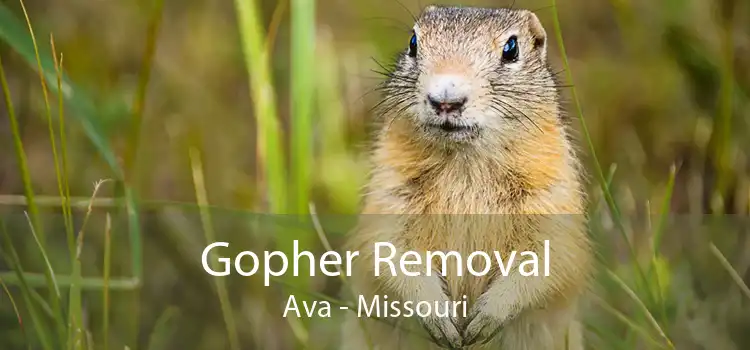 Gopher Removal Ava - Missouri