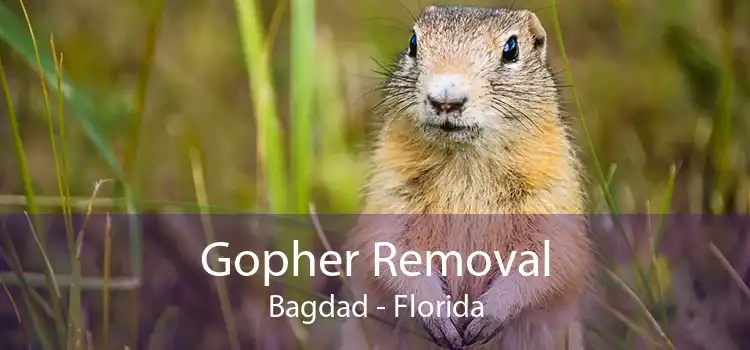 Gopher Removal Bagdad - Florida