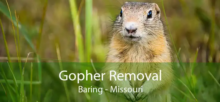 Gopher Removal Baring - Missouri