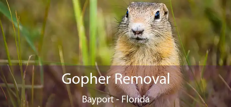 Gopher Removal Bayport - Florida