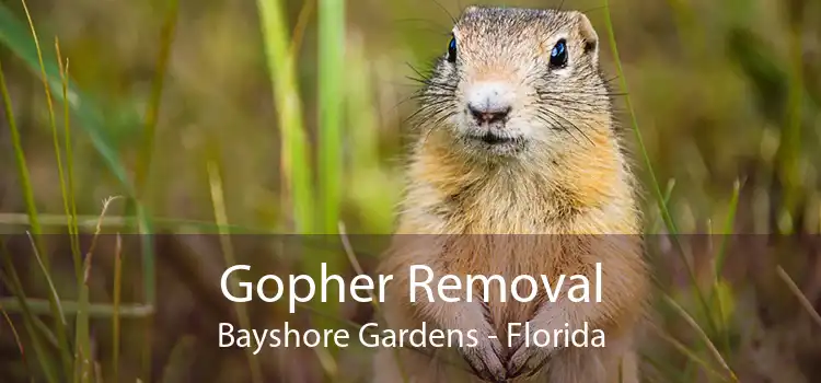 Gopher Removal Bayshore Gardens - Florida