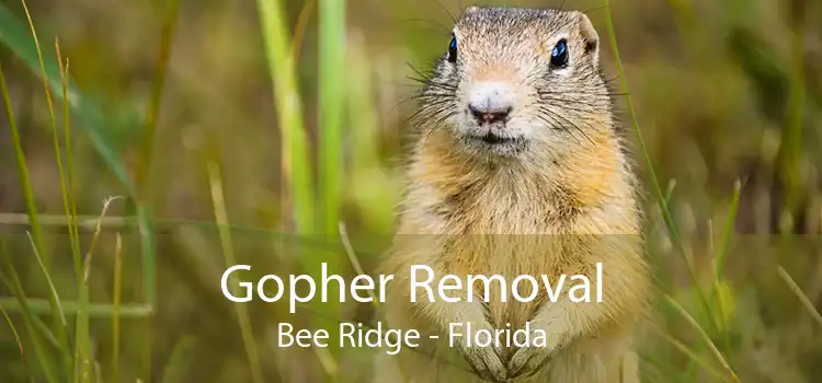 Gopher Removal Bee Ridge - Florida