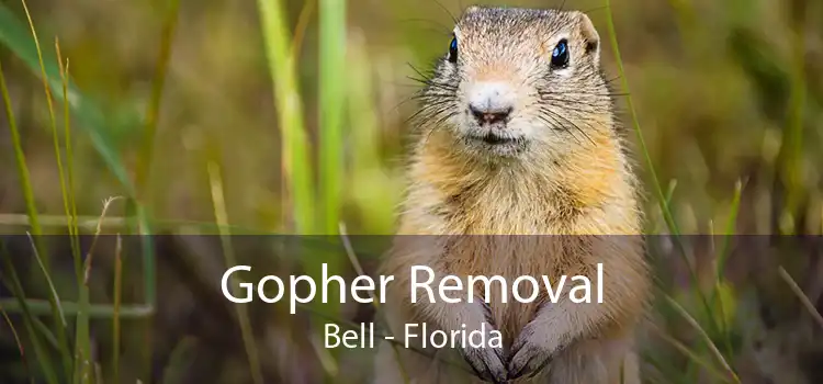 Gopher Removal Bell - Florida