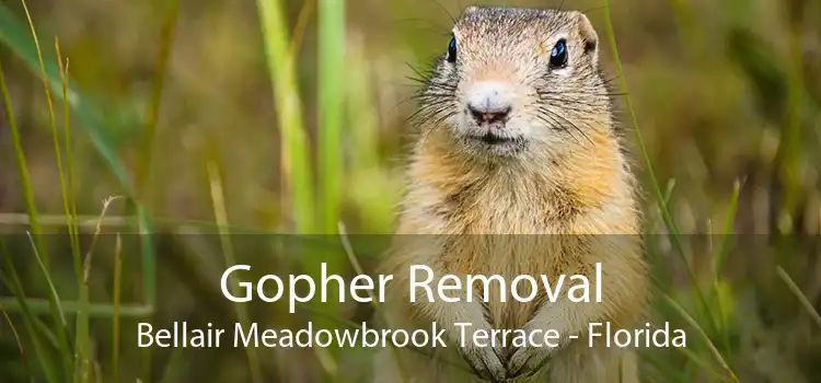Gopher Removal Bellair Meadowbrook Terrace - Florida