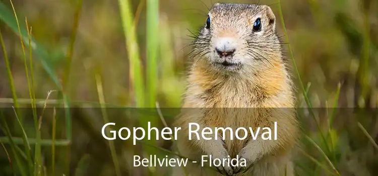 Gopher Removal Bellview - Florida