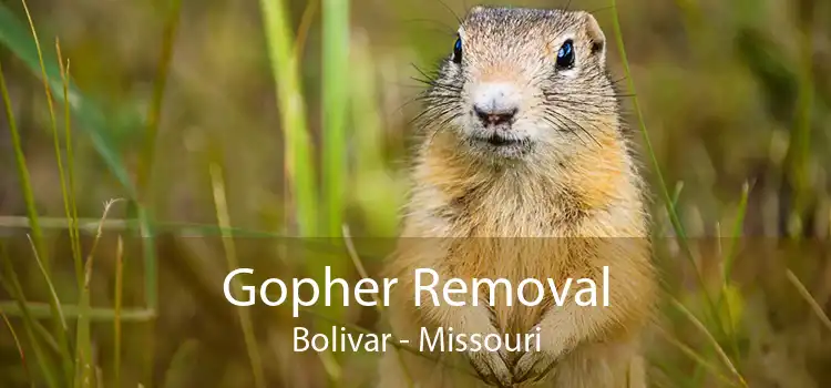 Gopher Removal Bolivar - Missouri