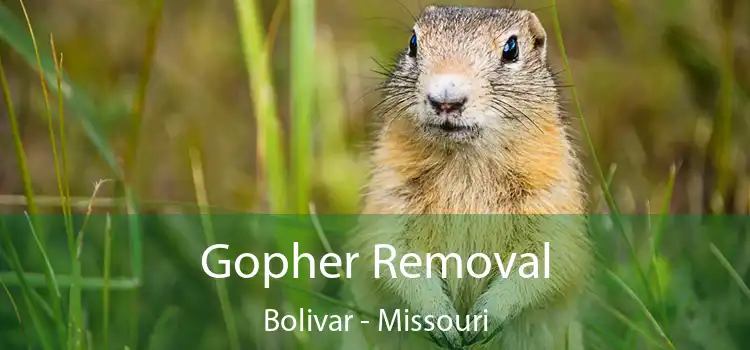 Gopher Removal Bolivar - Missouri