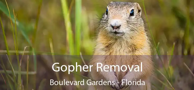 Gopher Removal Boulevard Gardens - Florida