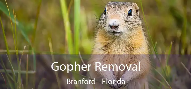 Gopher Removal Branford - Florida