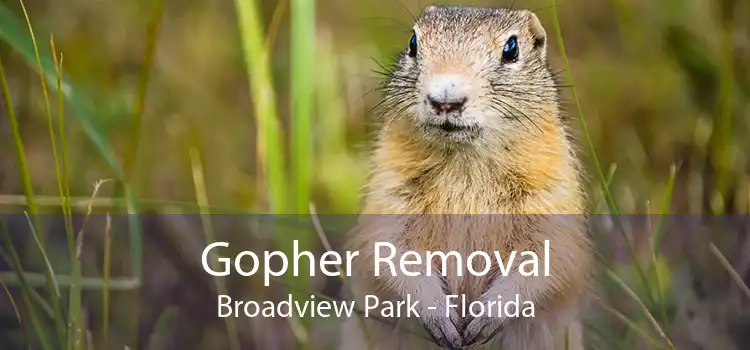 Gopher Removal Broadview Park - Florida