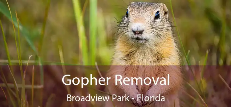 Gopher Removal Broadview Park - Florida