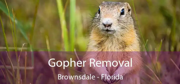 Gopher Removal Brownsdale - Florida