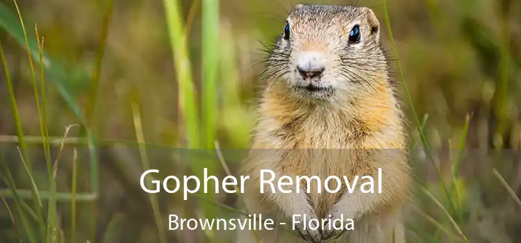 Gopher Removal Brownsville - Florida