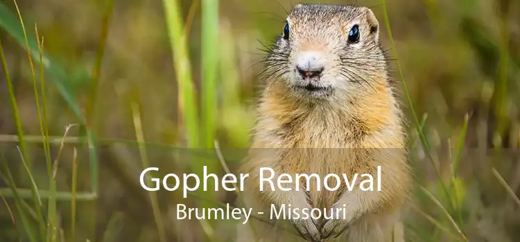 Gopher Removal Brumley - Missouri