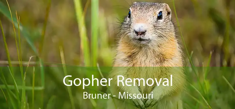 Gopher Removal Bruner - Missouri