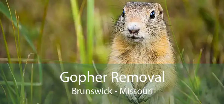 Gopher Removal Brunswick - Missouri