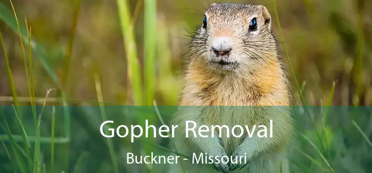 Gopher Removal Buckner - Missouri