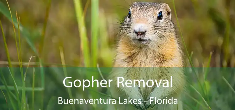 Gopher Removal Buenaventura Lakes - Florida