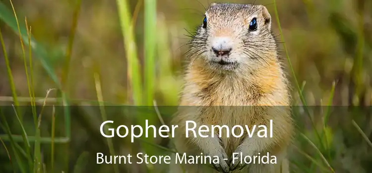 Gopher Removal Burnt Store Marina - Florida