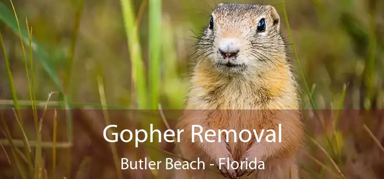 Gopher Removal Butler Beach - Florida