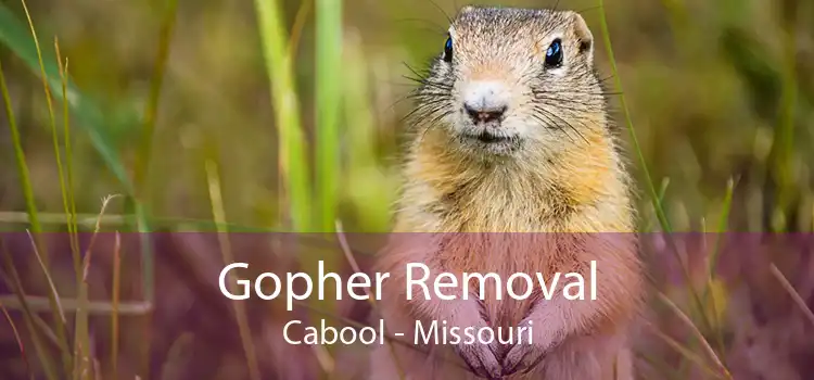 Gopher Removal Cabool - Missouri