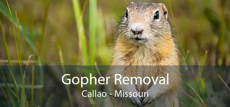 Gopher Removal Callao - Missouri