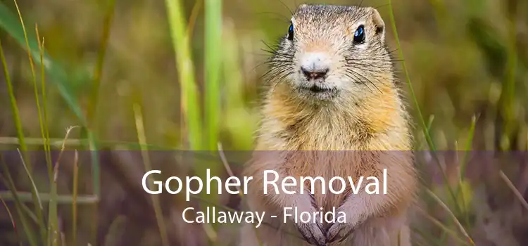 Gopher Removal Callaway - Florida