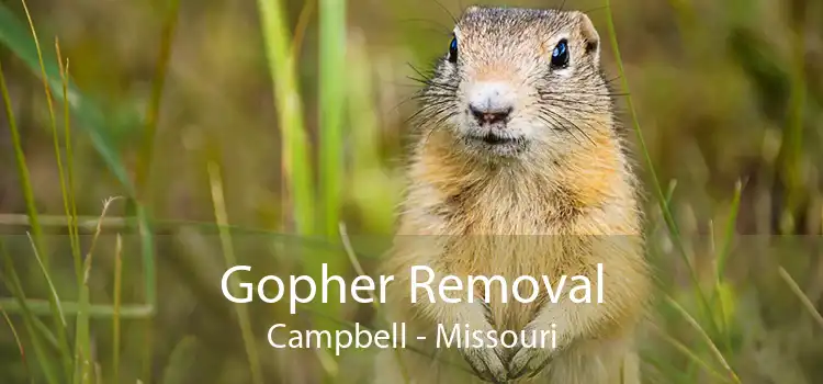 Gopher Removal Campbell - Missouri