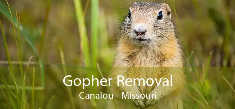 Gopher Removal Canalou - Missouri