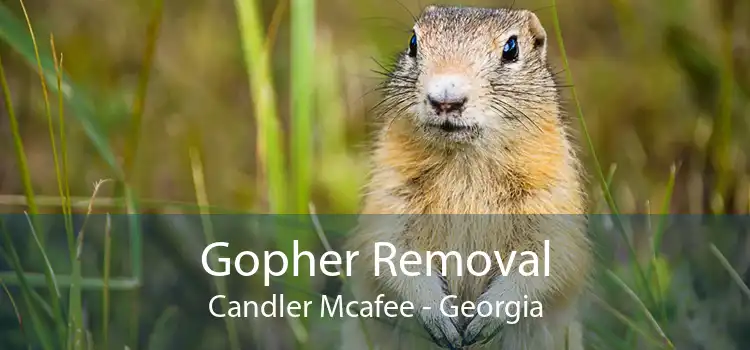 Gopher Removal Candler Mcafee - Georgia