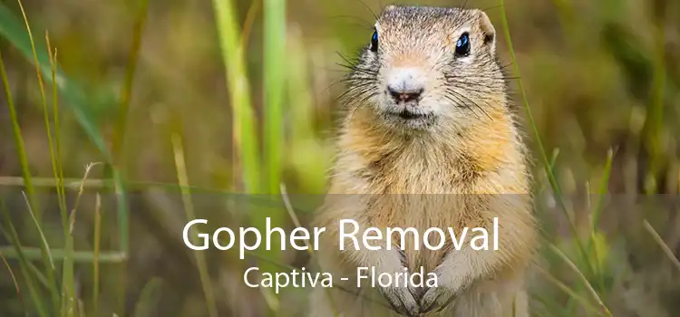 Gopher Removal Captiva - Florida