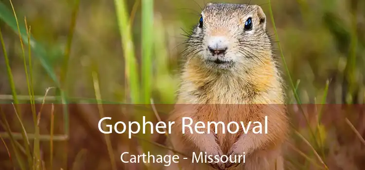 Gopher Removal Carthage - Missouri