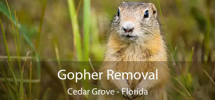 Gopher Removal Cedar Grove - Florida