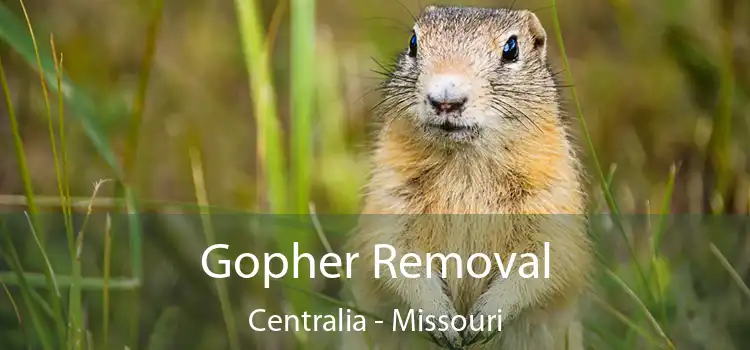 Gopher Removal Centralia - Missouri